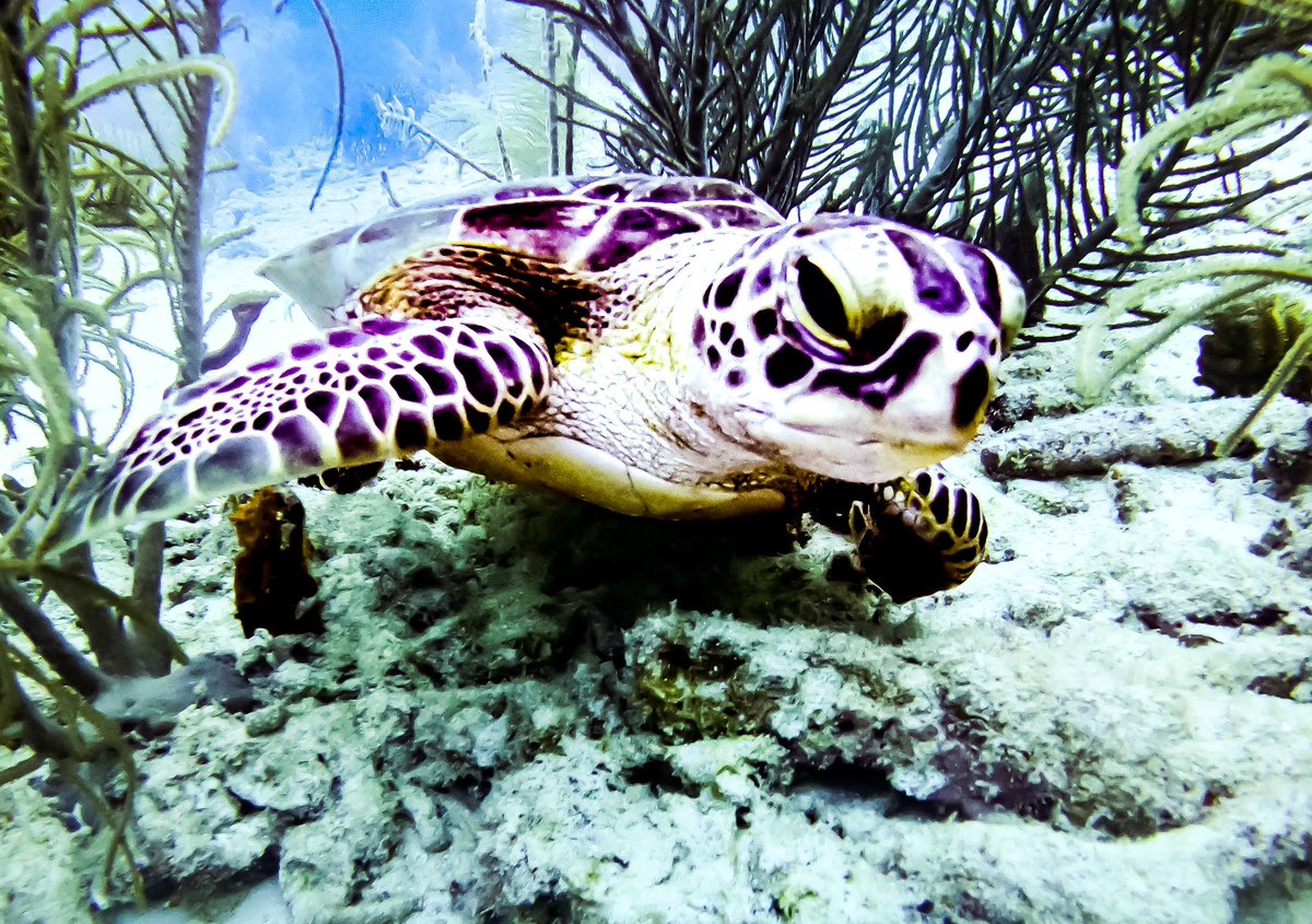 BlueOceanDiving's tweet photo. We had this curious little chap join us for quite a while during this morning’s dive with @BlueOceanDiving. What company to start the day with ❤️ #diving #scubadiving #travel https://t.co/G8q4wJozRJ