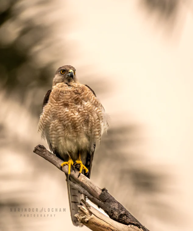 The Wild Bird Trust tweet media