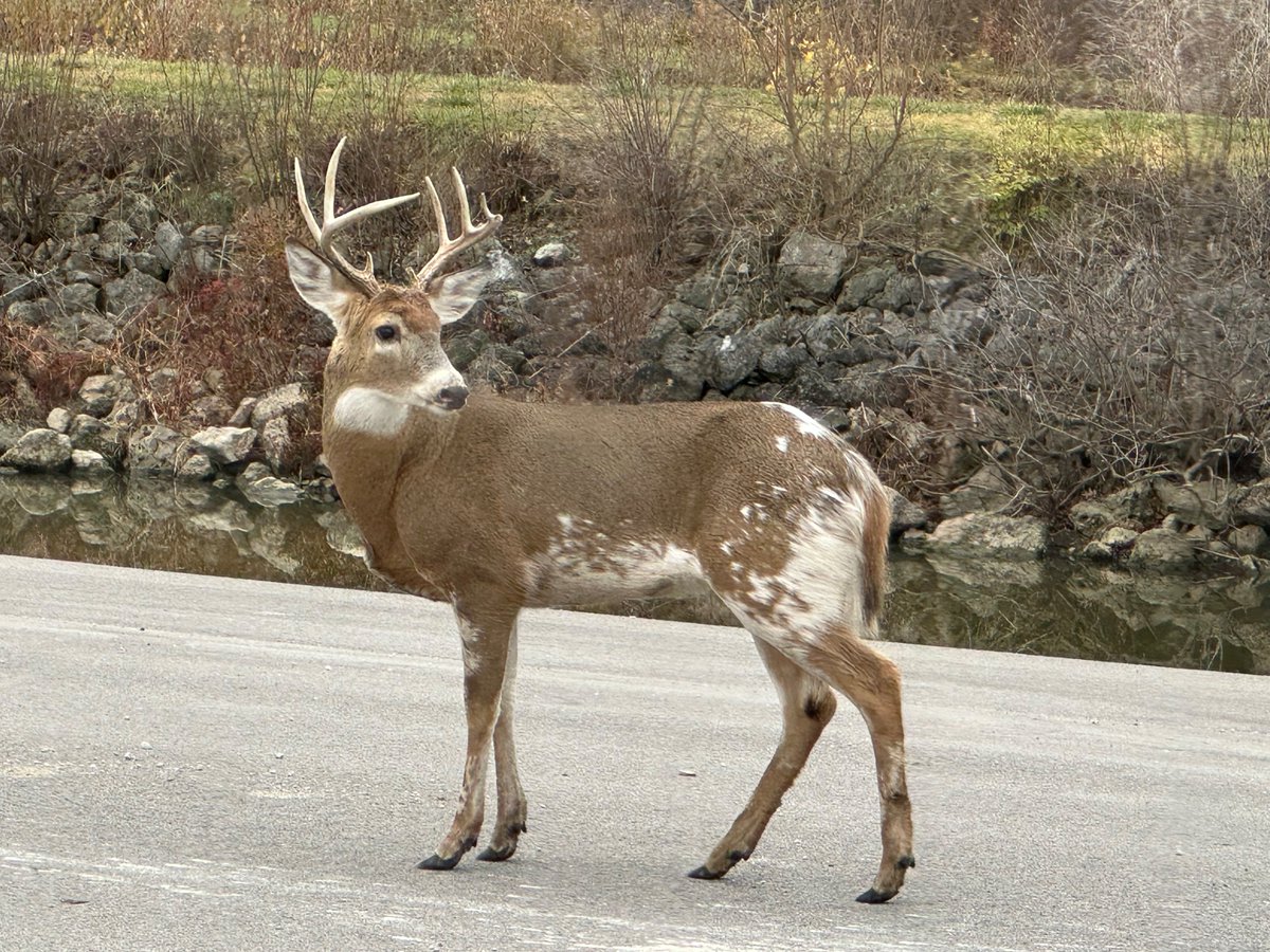OhioDivWildlife tweet picture