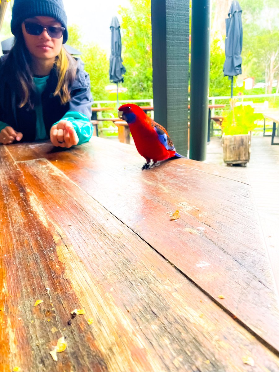 Crimson Rosella that wouldn’t leave my friends and i alone at the Grampians cafe! He was so fat… definitely over fed