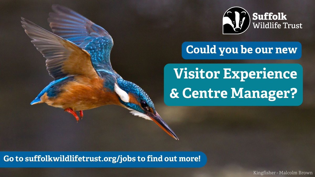 SuffolkWildlifeTrust (@suffolkwildlife) on Twitter photo Would you like to work with a great team to create fantastic experiences for visitors to <a href="/SWTCarltonMarsh/">SWT Carlton Marshes</a> nature reserve and support our vision for a Wilder Suffolk? We’re looking for a Visitor Experience and Centre Manager...
suffolkwildlifetrust.org/jobs/visitor-e… Would you like to work with a great team to create fantastic experiences for visitors to <a href="/SWTCarltonMarsh/">SWT Carlton Marshes</a> nature reserve and support our vision for a Wilder Suffolk? We’re looking for a Visitor Experience and Centre Manager...
suffolkwildlifetrust.org/jobs/visitor-e…