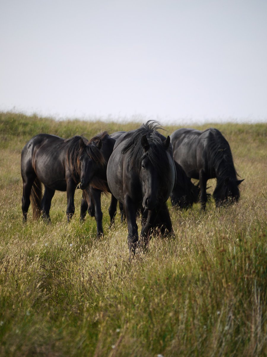 heritage_fell's tweet photo. Libby Robinson is giving a talk on the future of Fell Ponies at the Rheged centre in Penrith, 19th. November, 3.30pm. #rarebreeds #Fellponies #RBST #FPHT https://t.co/YdJRtVSaSB