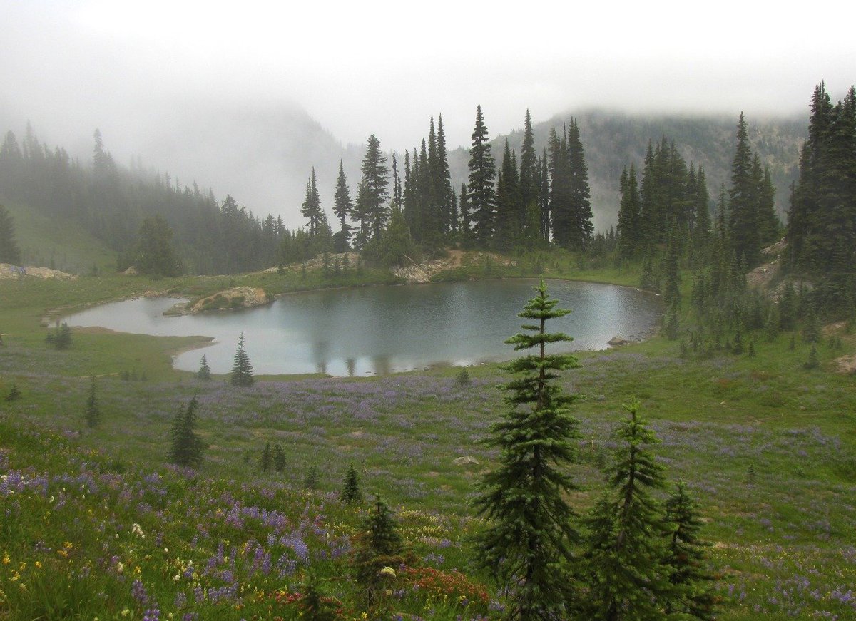forest rain