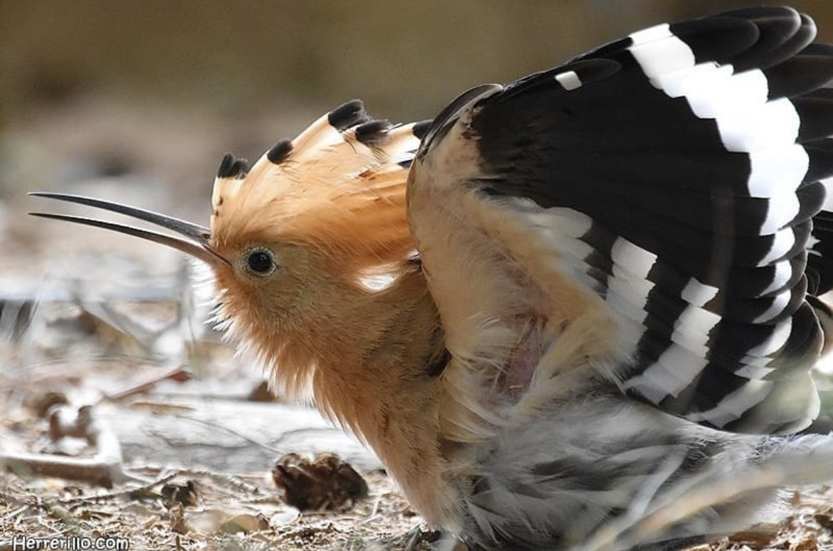 Birding Catalunya tweet media