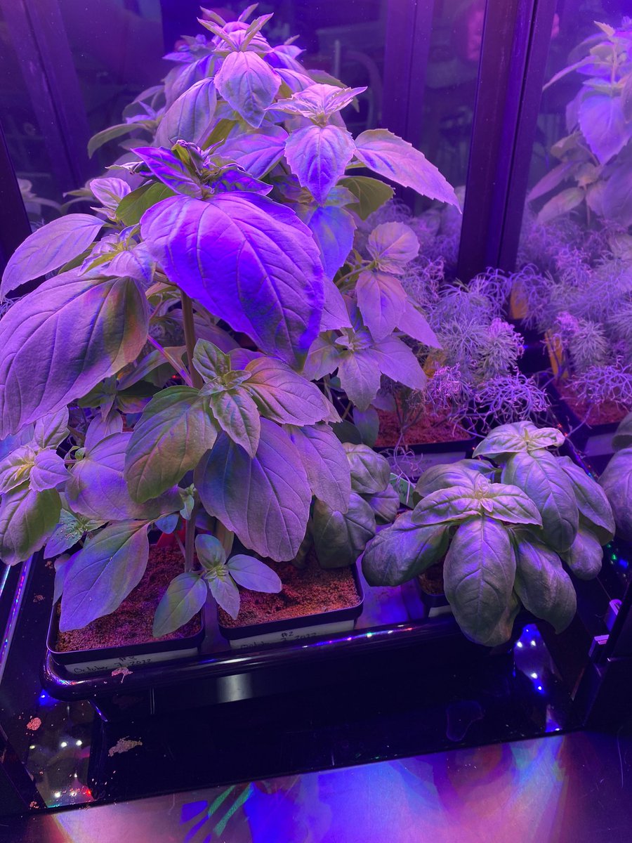 @teacherspeck @GrowBeyondEarth @NASAKennedy @FairchildGarden @APSinnovates @garfield_stem Couldnt get my humidity that high. My room is dry. Also about about 1000 mL of water/week. However, having 2 types of basil, the Cinnamon Basil exploded. The dill and the Genovese basil seem to be hanging on. Got two more weeks so I’m curious to see what the harvest results are.
