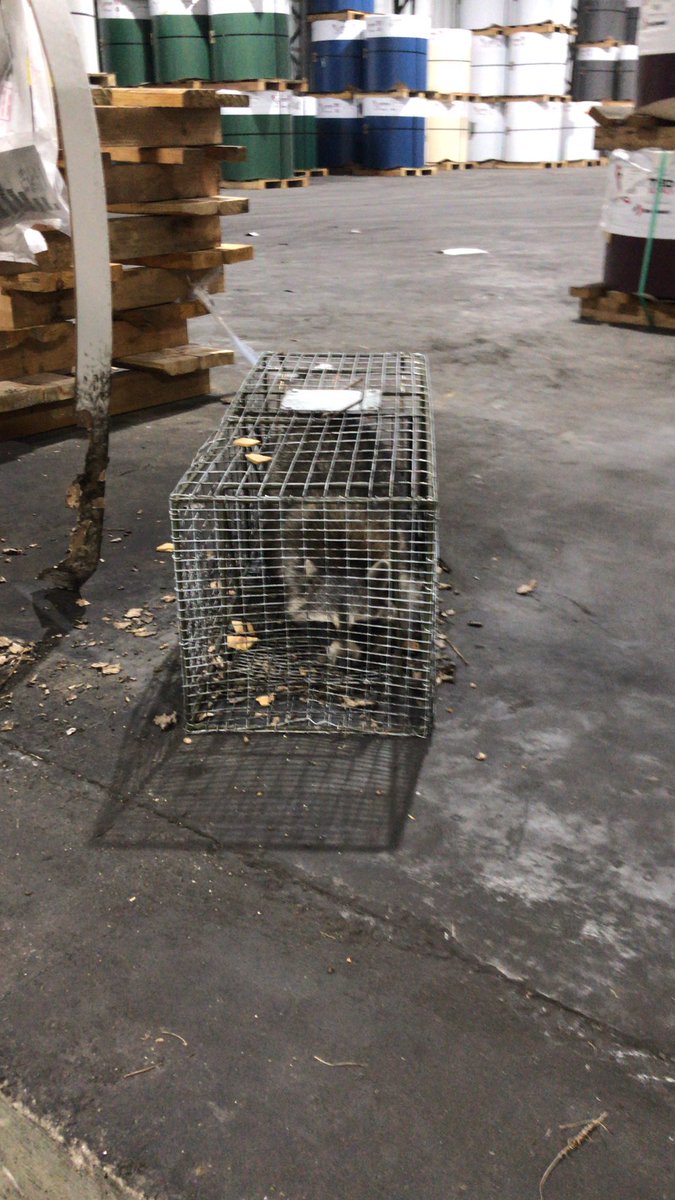 RagnarRazorback's tweet photo. @DAonCBS @NFLonCBS @CBSSportsRadio Morning DA! I’m trashing my boss this morning. We sometimes have raccoons infiltrate the warehouse at night and harmlessly go through the trash. Well my boss has trapped this dude now and Not sure what he plans on doing, but it’s cold and I just feel bad. :( #lethimfree! https://t.co/4dQLDnpRWb