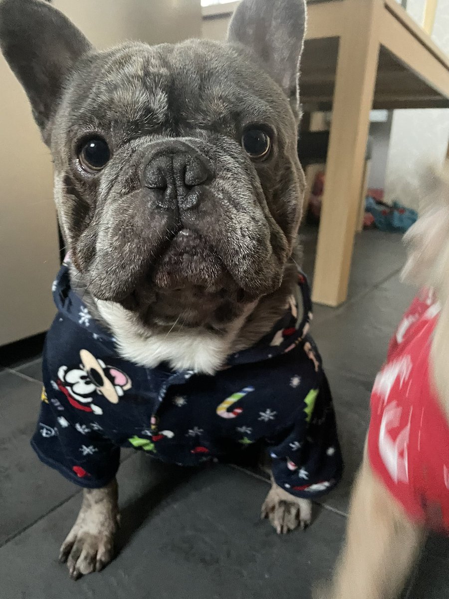 We got new #Christmas jumpers 🐾😍🙌🏻 #welove #christmasjumpers #dogs #frenchies #cute 💖👌🏻💙