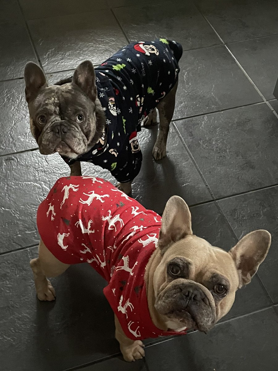 We got new #Christmas jumpers 🐾😍🙌🏻 #welove #christmasjumpers #dogs #frenchies #cute 💖👌🏻💙