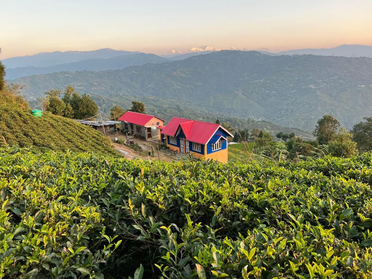 mrcoffeelove's tweet photo. #NaturePhotography #IlamNepal https://t.co/f1ztvFW0dN
