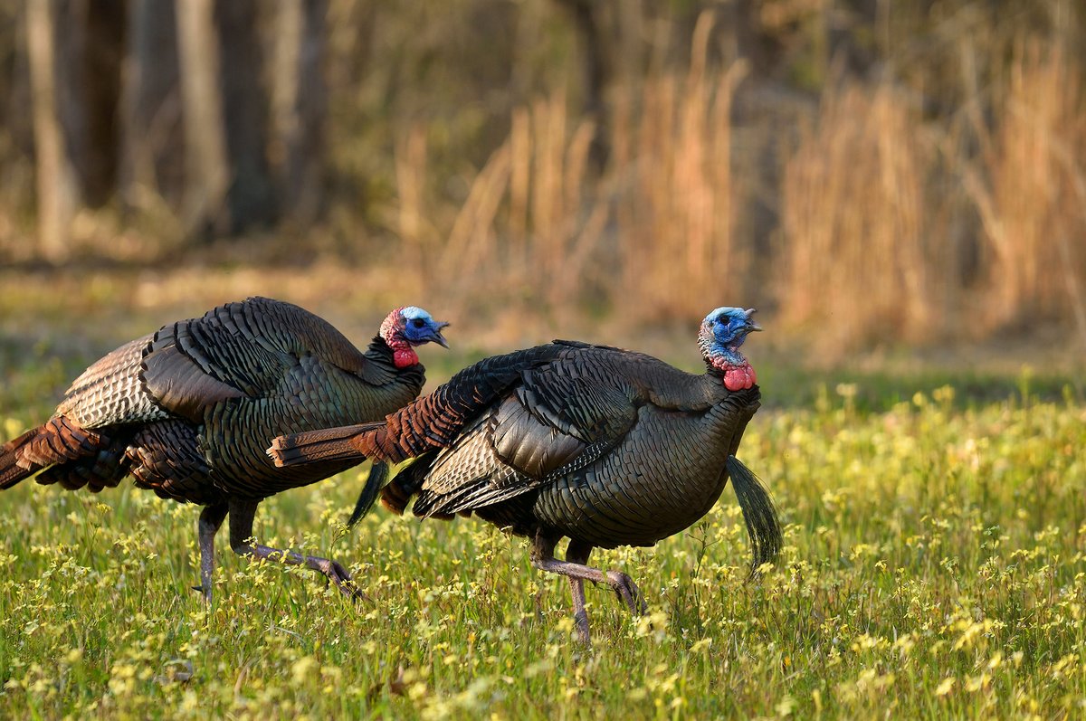 Mike Chamberlain (@wildturkeydoc) on Twitter photo How fast toms move about their range appears to influence their survival during spring. Each 50 yd increase per hour decreases survival by ~10%. Toms are highly variable in how they behave, but in this case speed kills! <a href="/WildTurkeyNerd/">Patrick Wightman</a> <a href="/DrShortSpur/">Bret Collier</a> How fast toms move about their range appears to influence their survival during spring. Each 50 yd increase per hour decreases survival by ~10%. Toms are highly variable in how they behave, but in this case speed kills! <a href="/WildTurkeyNerd/">Patrick Wightman</a> <a href="/DrShortSpur/">Bret Collier</a> 