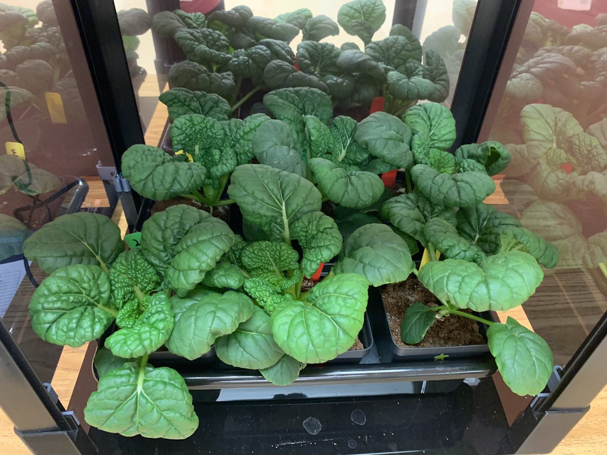 Mission accomplished: today is @GrowBeyondEarth harvest day! Even with hurricane shutdown days, our Misome is massive & healthy!!The #STEMrays Space Farmers @palmspringsms did an out of this world job of growing trial 1 & we can’t wait to see what it tastes like. 👩‍🚀🌱 @PBCSDSTEM