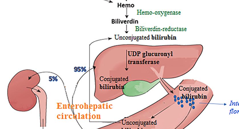 cabanam's tweet photo. Congrats to #PediatricGI fellow Dr. Helen Mac &amp; Dr. Deborah Kogan-Liberman for their commentary in this month's @JPediatr entitled "From #Bilirubin to Drug Metabolism: Unlocking the Secrets of #Glucuronidation" @MontefiorePeds @EinsteinMed @SuzettePediMD   https://t.co/VCX5EOZ2Cm https://t.co/WRmCMLGQSW