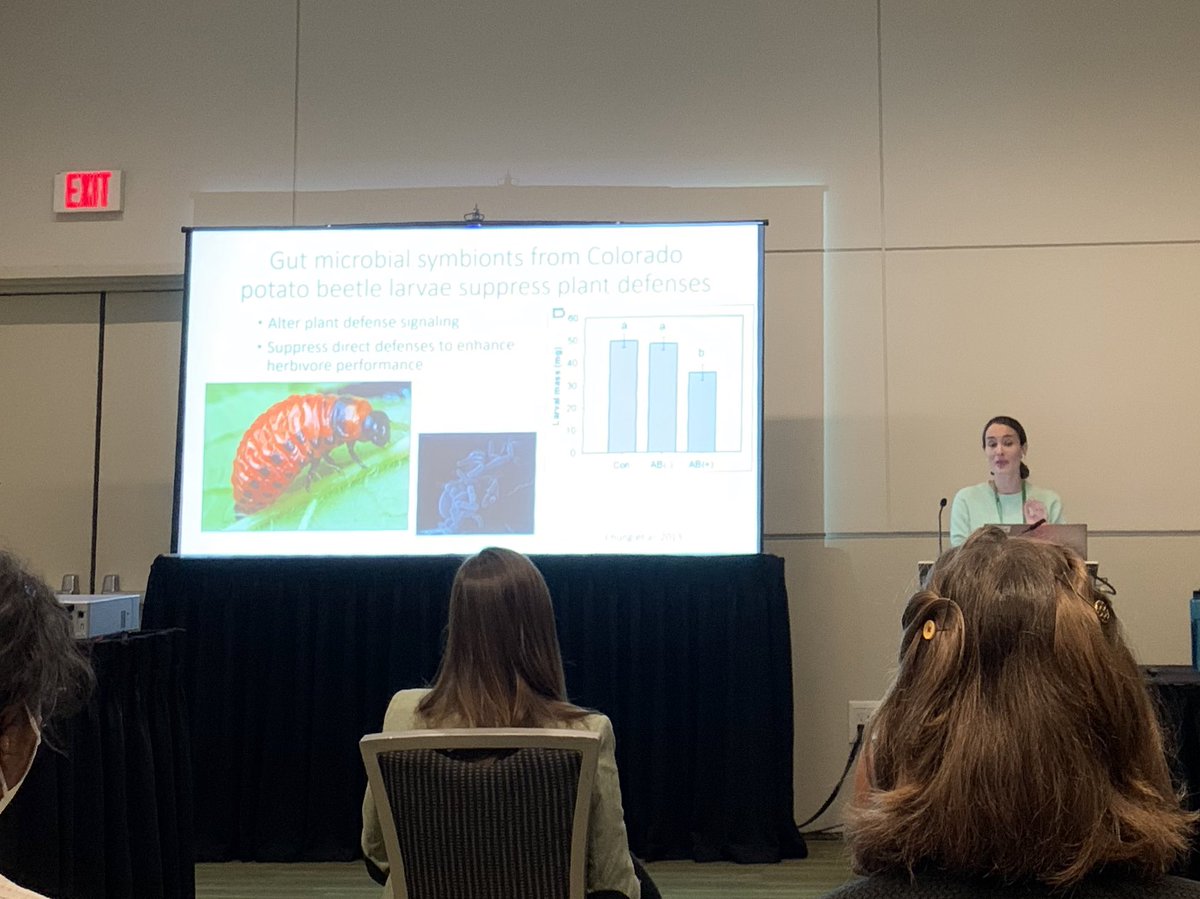 hillfisch's tweet photo. An excellent symposium on microbes and plant-insect interactions at #entsoc2022 @EntsocAmerica this year! Microbes in beetle saliva that alter plant volatile production in the roots! So much fun! https://t.co/TTNyFZgTvP
