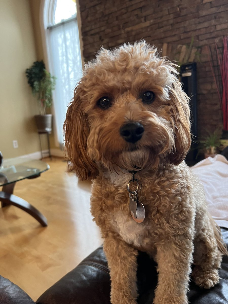 @amsmosley <a href="/cavapooclub/">The Cavapoo Club GB</a> Happy birthday 🎂 Fozzie from Romeo