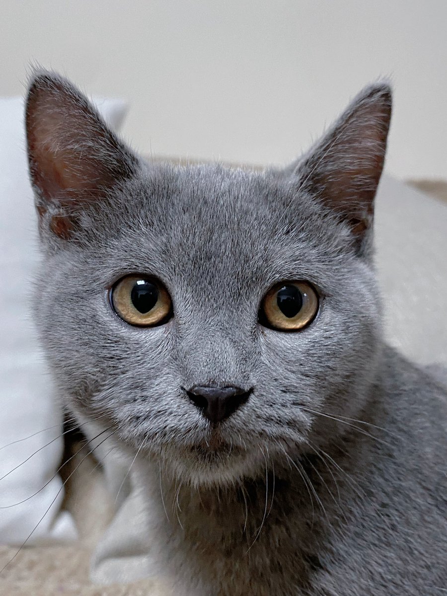 xtingdd's tweet image. Blue