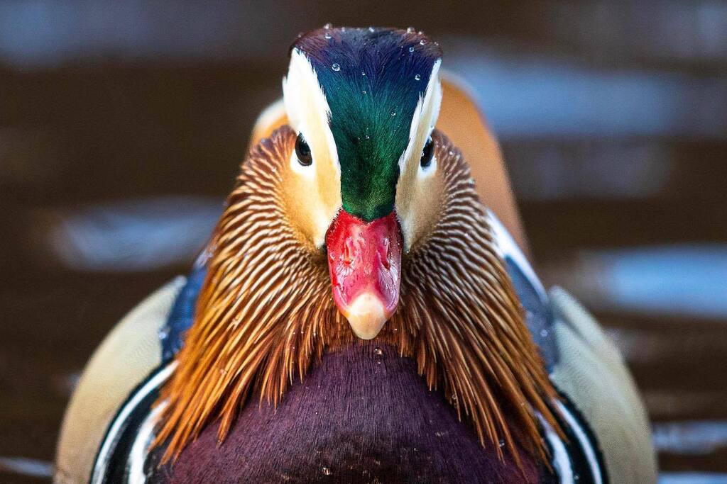 rinamiele's tweet photo. Four Years Ago (Yesterday) 🔥🦆
He was just as magnificent as his legend. #hotduck
#archive #reedit #repost #throwbacktuesday #newyork #bird #duck #mandarin #mandarinduck #drake #pond #nature #wildlife #centralpark #wildlifephotography #canon #5D4 #… https://t.co/PmCqgmDPbx https://t.co/slVWVBvAvK