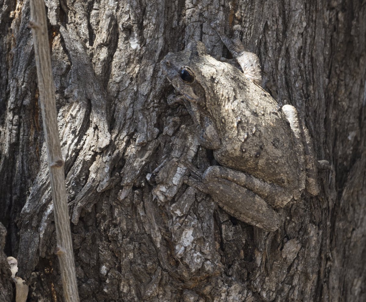 AdeleAdeleowen's tweet photo. Not one but two sightings of the Southern Foam-nest Frog on @WildWingsSafari number 9 last month! Incredible to learn from @GuideBarefoot @WildWingSafaris and how it can be white to reflect heat and then change colour for camouflage. A new tick on the list for us! #greytreefrog https://t.co/tooRQqo7qM