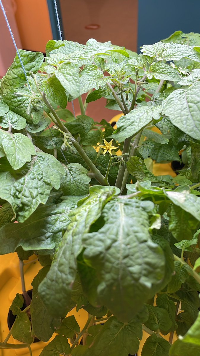 mrshicks9's tweet photo. We were so exited to see first flower bloom! #hydroponics https://t.co/ZiCIQzbWXJ