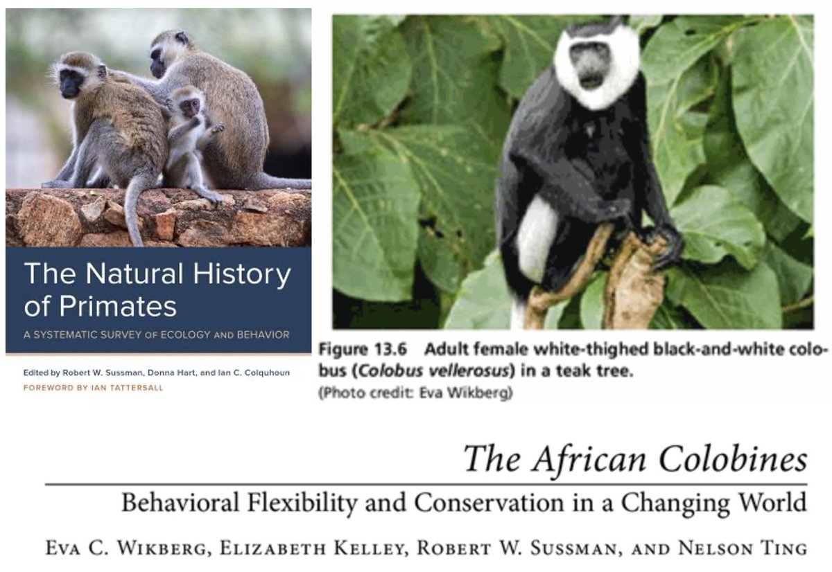 I am so excited to see our African colobines chapter in The Natural History of #Primates @RLPGBooks where Kelley, Sussman, and I highlight behavioral flexibility and conservation in a changing world