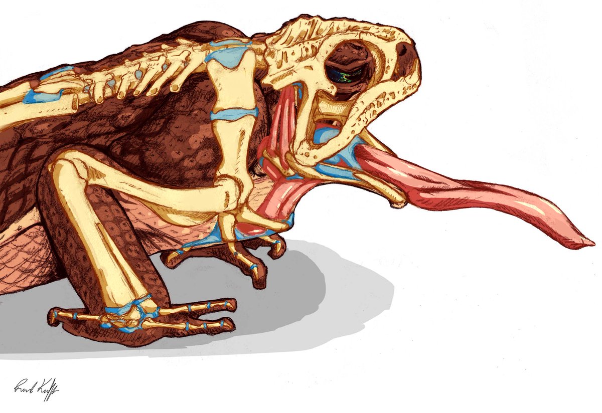 Florida Museum (@floridamuseum) on Twitter photo Beyond the party horn tongue 🥳🐸 <a href="/rmkeeffe/">Rachel Keeffe, PhD</a> and team x-rayed cane toads' feeding behavior to document the complex pulley system of cartilage and muscle that travels so far down their throat, it butts up against their heart.
Story:
floridamuseum.ufl.edu/science/a-hard… Beyond the party horn tongue 🥳🐸 <a href="/rmkeeffe/">Rachel Keeffe, PhD</a> and team x-rayed cane toads' feeding behavior to document the complex pulley system of cartilage and muscle that travels so far down their throat, it butts up against their heart.
Story:
floridamuseum.ufl.edu/science/a-hard…