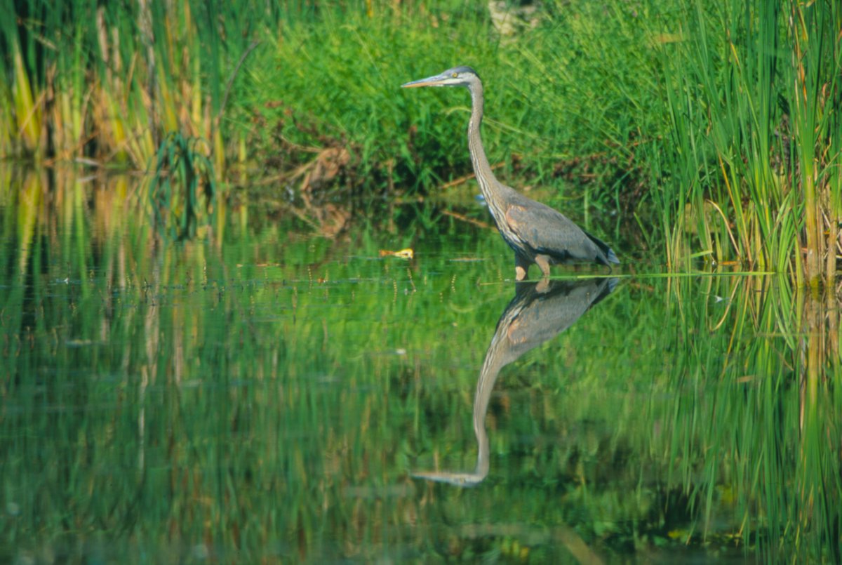 #DYK wetlands are one of the most important habitat types in Ontario? #Wetlands can improve #waterquality by removing pollutants. They do this by filtering sediments, chemicals and excess nutrients that may runoff from agricultural and development sites. #SaveOntarioWetlands