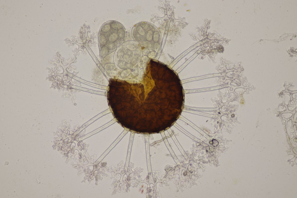 RPilze's tweet photo. Erysiphe alphitoideds ex Quercus robur

#Quercusrobur #Quercus #Stieleiche #Commonoak #Chênepédonculé #farnia #roblecomún #Erysipe #Erysiphealphitoides #Eichenmehltau #EchterMehltau #PowderyMildew #mushroom #mushrooms #fungus #fungi #pilz #pilze #champignons #champignon #nature https://t.co/8q0CdJ1vqQ
