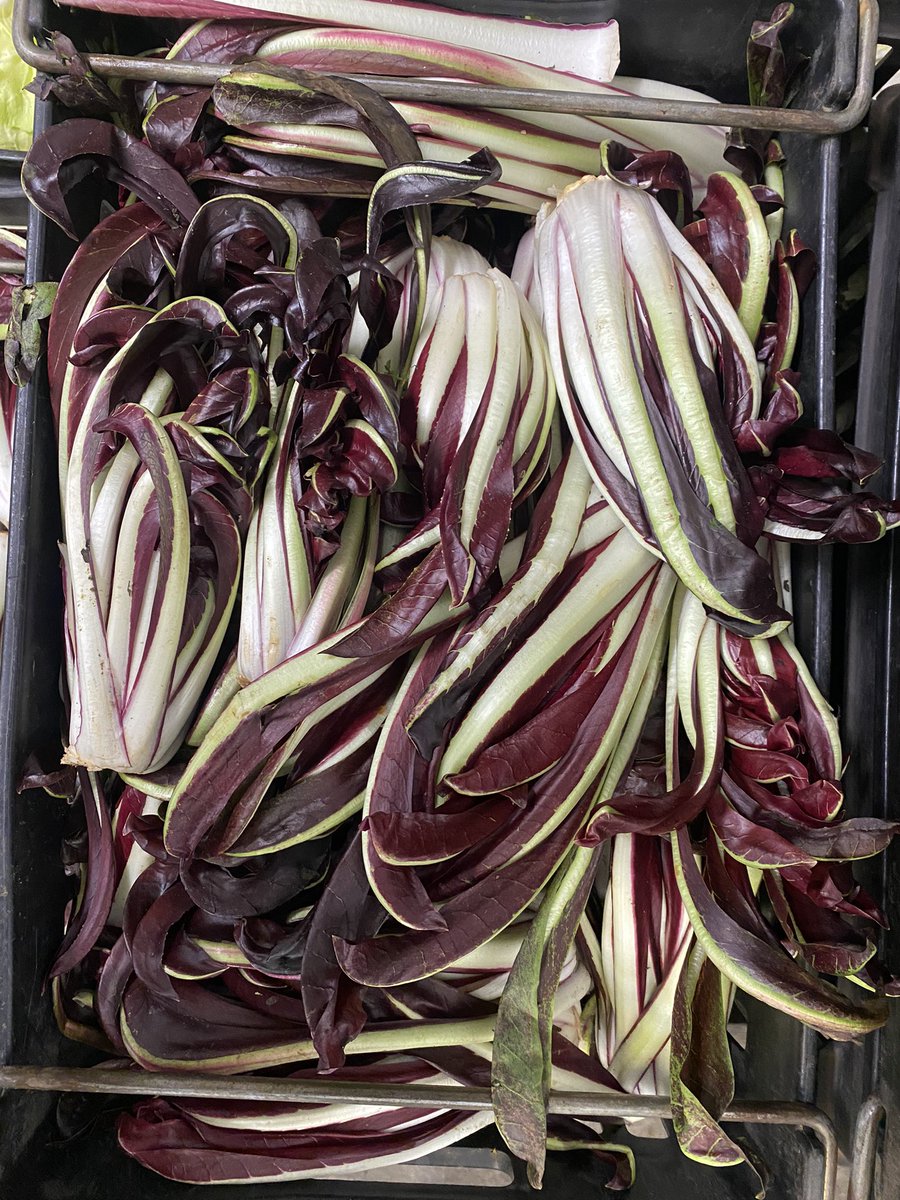 KaleGrower's tweet photo. #Tardivo coming ready now. Brightens up a winter salad https://t.co/tpVkFiJJ7o