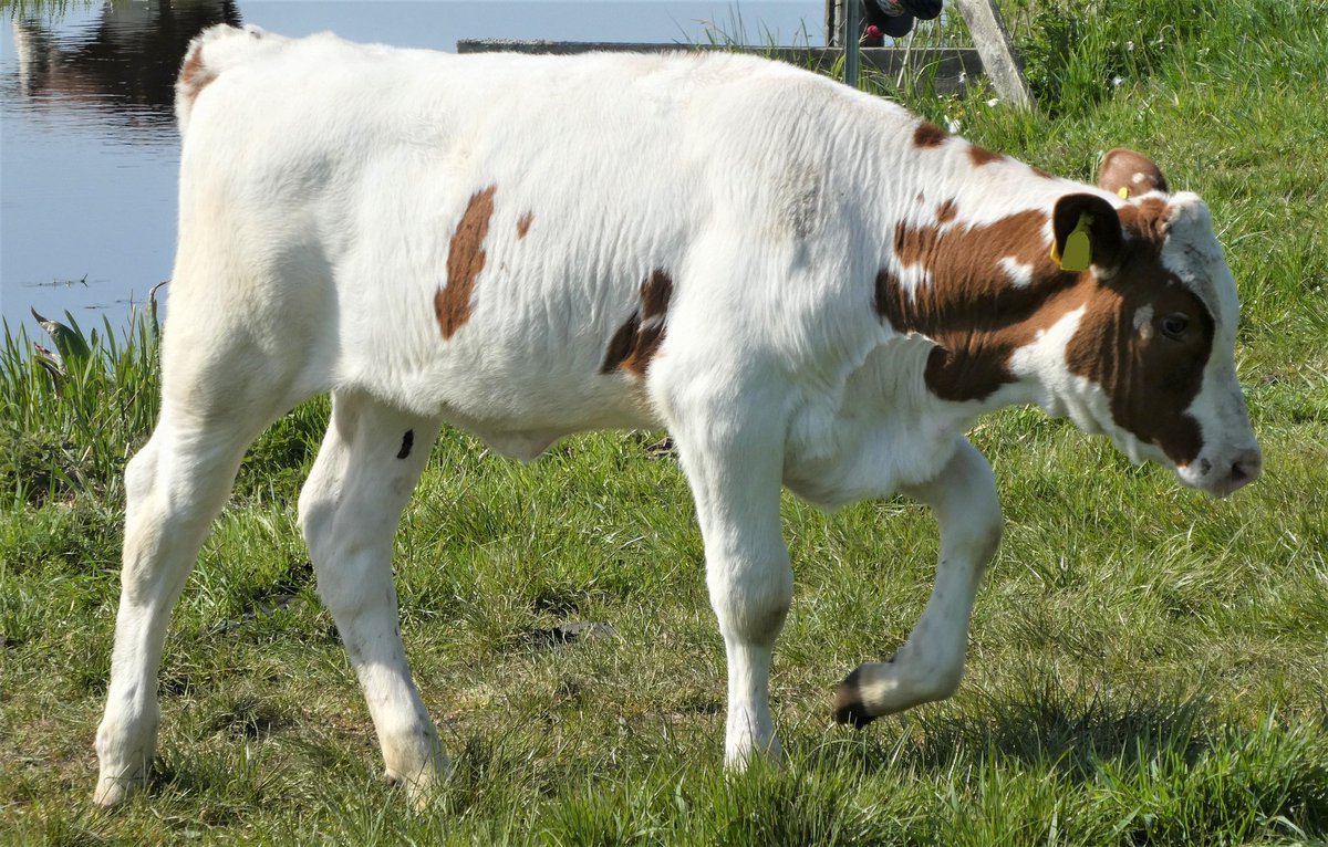 SlagersV's tweet image. RANCHE LANCEERT PLATFORM NEDERLAND KALVERLAND 

Een platform van en over de Nederlandse kalverketen, waar honderden ondernemingen dagelijks werken aan het maatschappelijk verantwoord houden van dieren, voor de productie van hoogwaardig kalfsvlees.

slagersvak.biz/nl/nieuws/15-1…