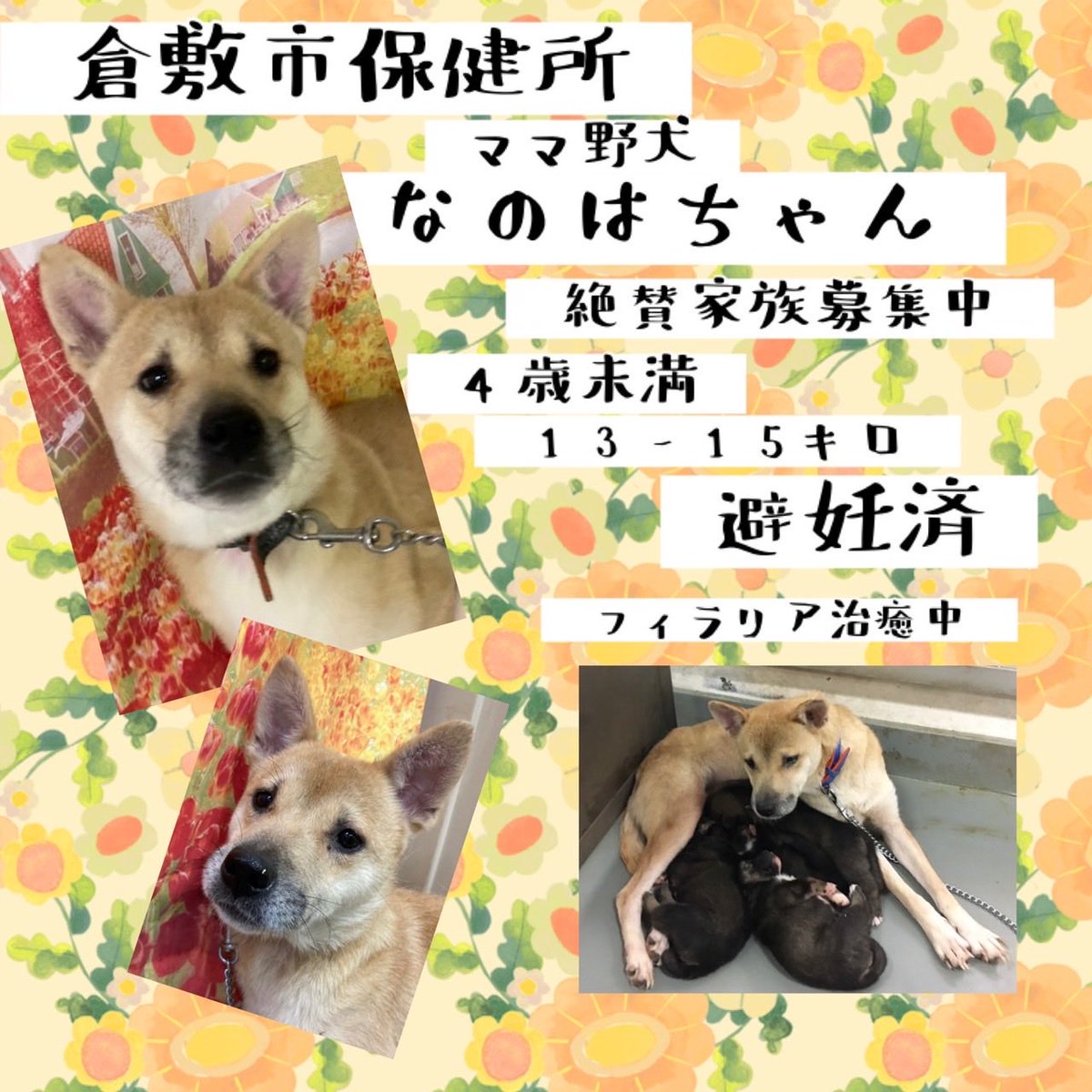 ラッピング無料】 Chaco 首輪 大型犬 日本未発売