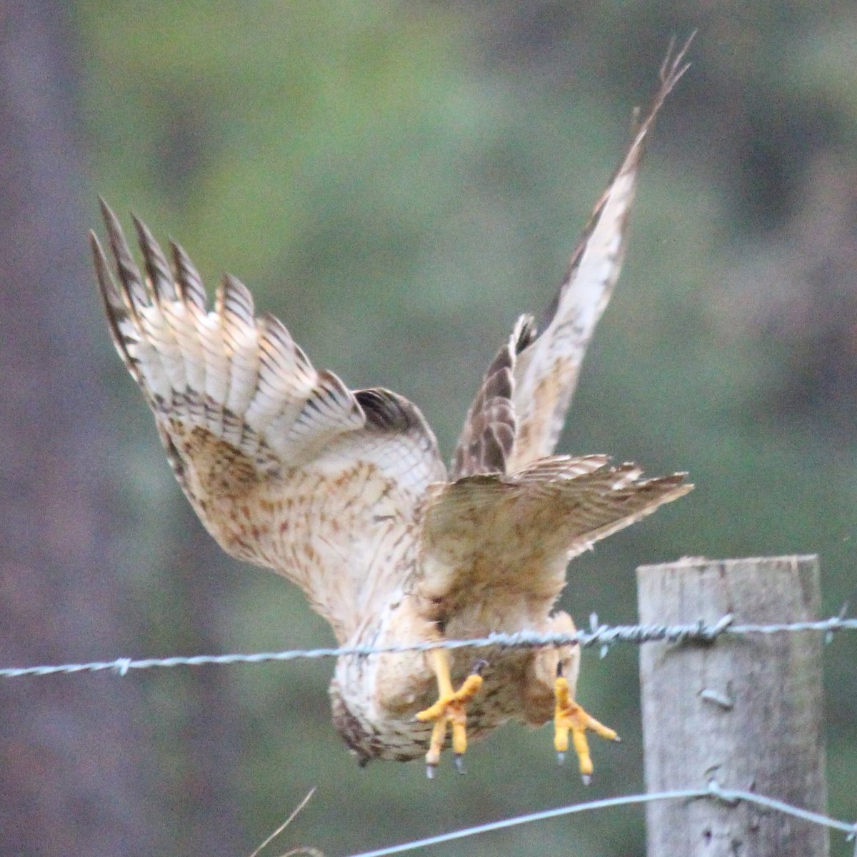 sputterfuss6's tweet photo. #bird #birdtwitter #photography #flight #hawk #jumpdown https://t.co/rDpFjywohB