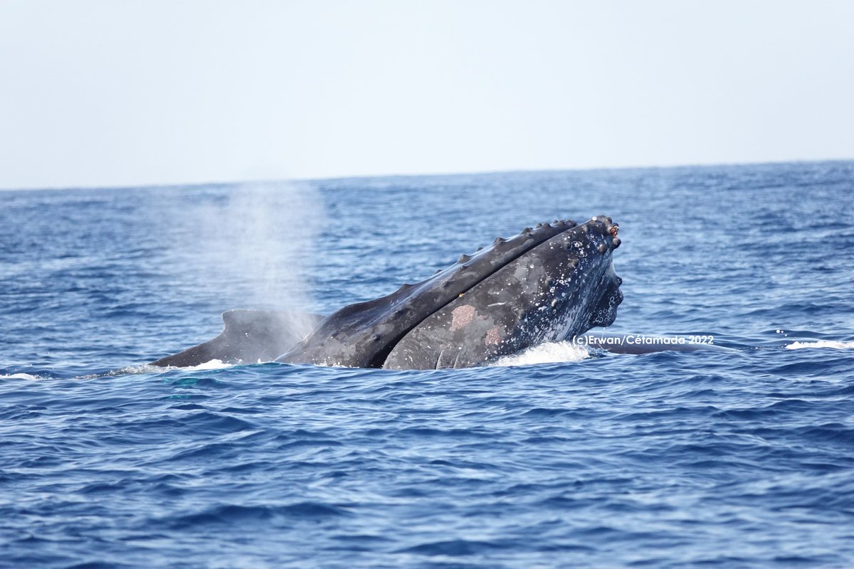 Cétamada tweet media