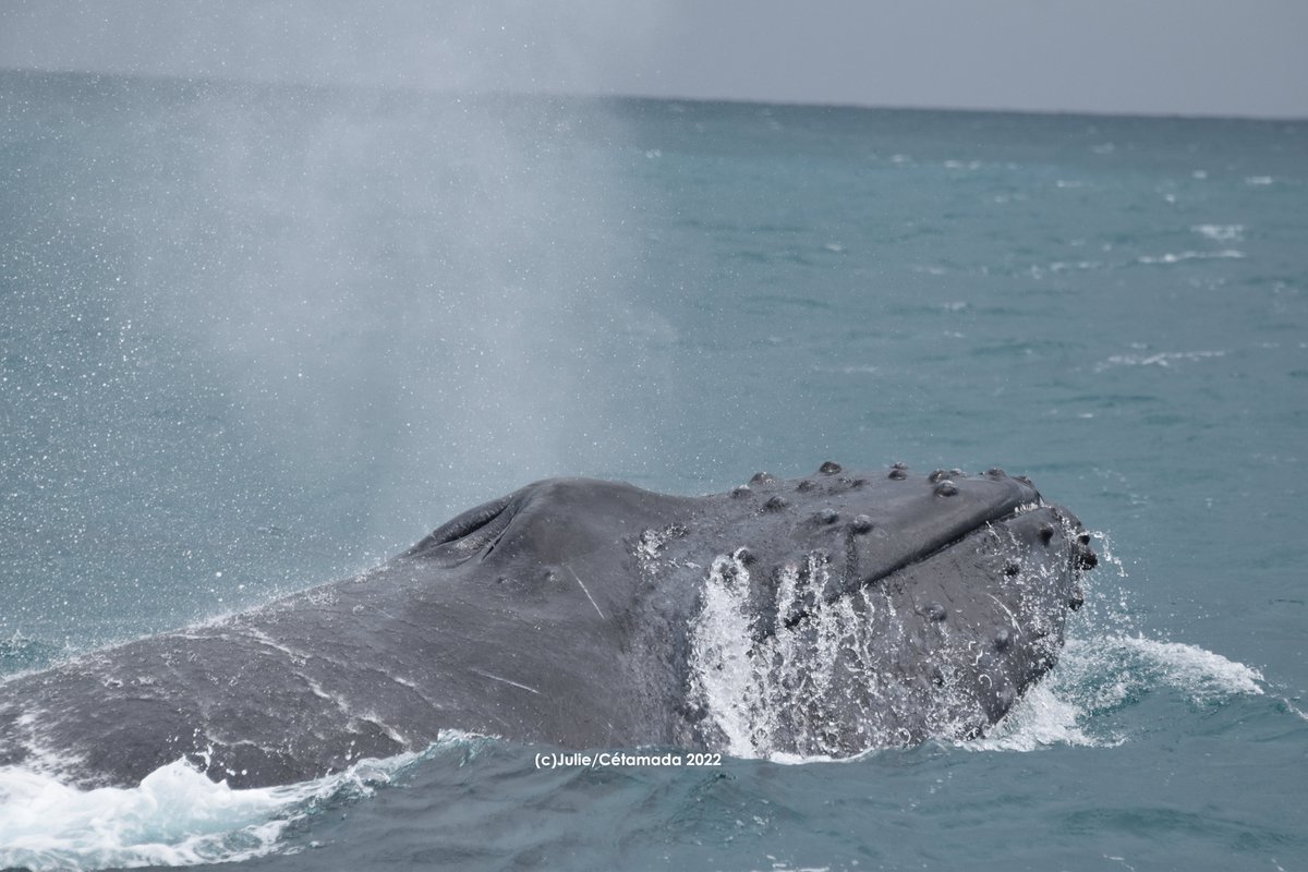 Cétamada tweet media