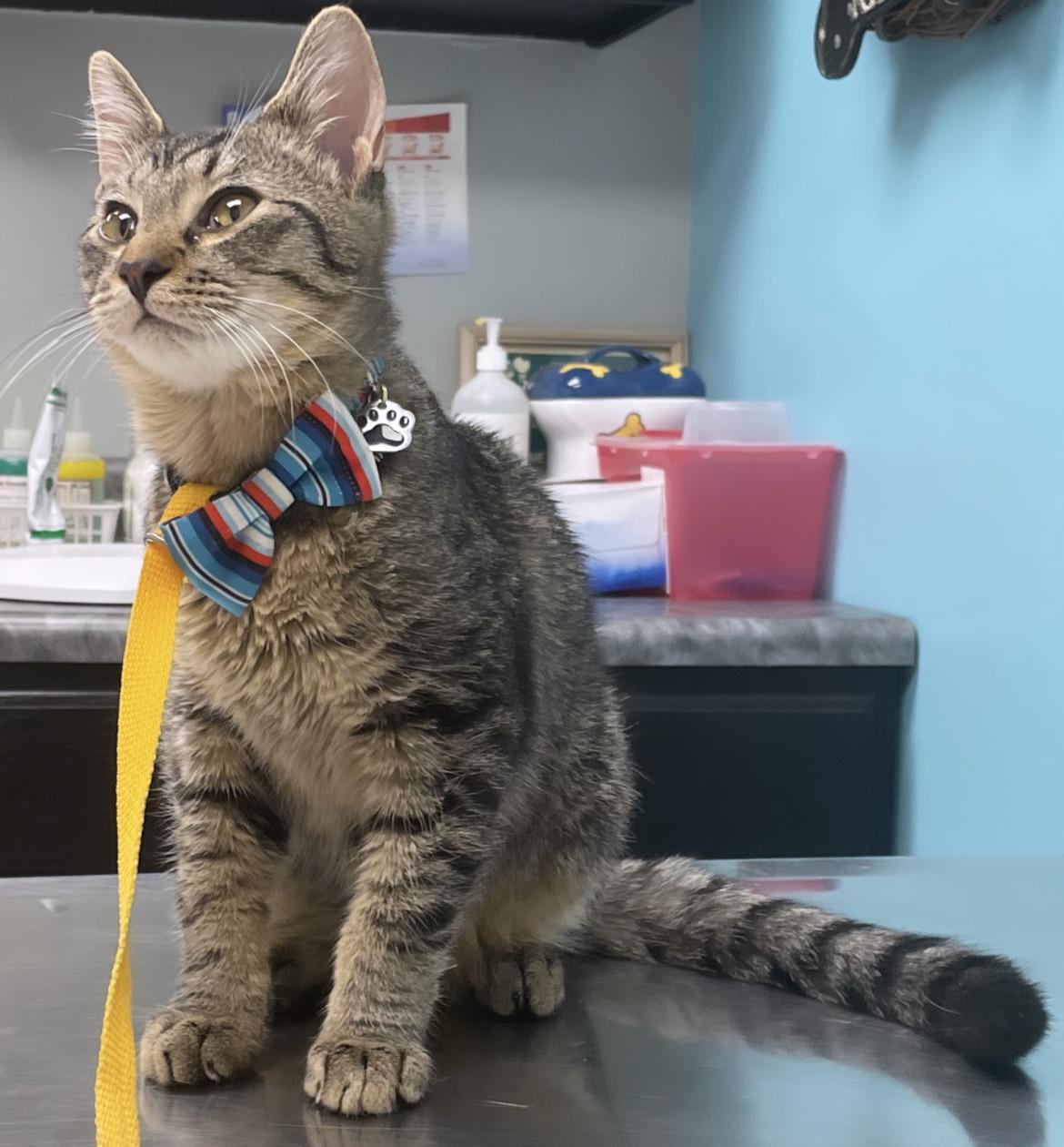 Michael's Cat on Twitter "How do I teach my cat his name?! My other