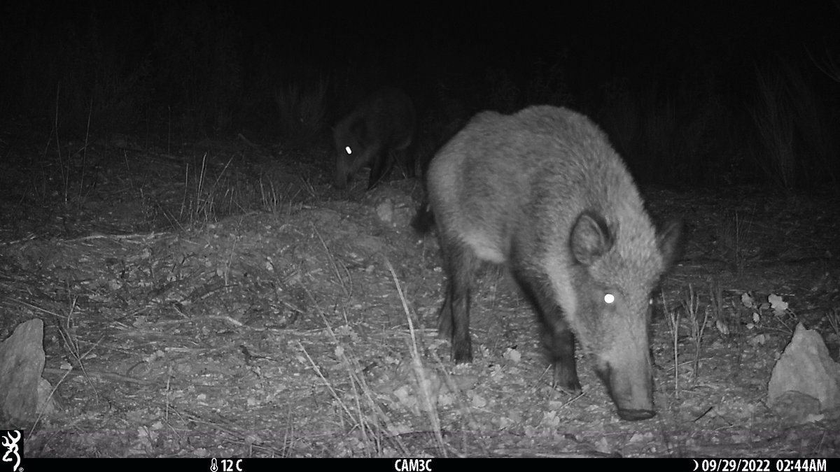 palombar_pt's tweet photo. Os trabalhos de campo da temporada 2022 do Observatório Europeu de Fauna Silvestre desenvolvidos pela @palombar_pt já foram concluídos e decorreram nos meses de julho, agosto e setembro. #OEFS #EOW #fauna 🐗🦊🐺🦝🦌 https://t.co/OT59hW0tn2