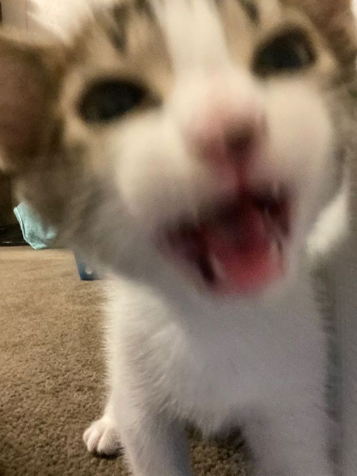 GorditoGatito2's tweet photo. KAREN TIENES JUEGUITOS EN EL MOVIL??? https://t.co/8Qfub0mmA2