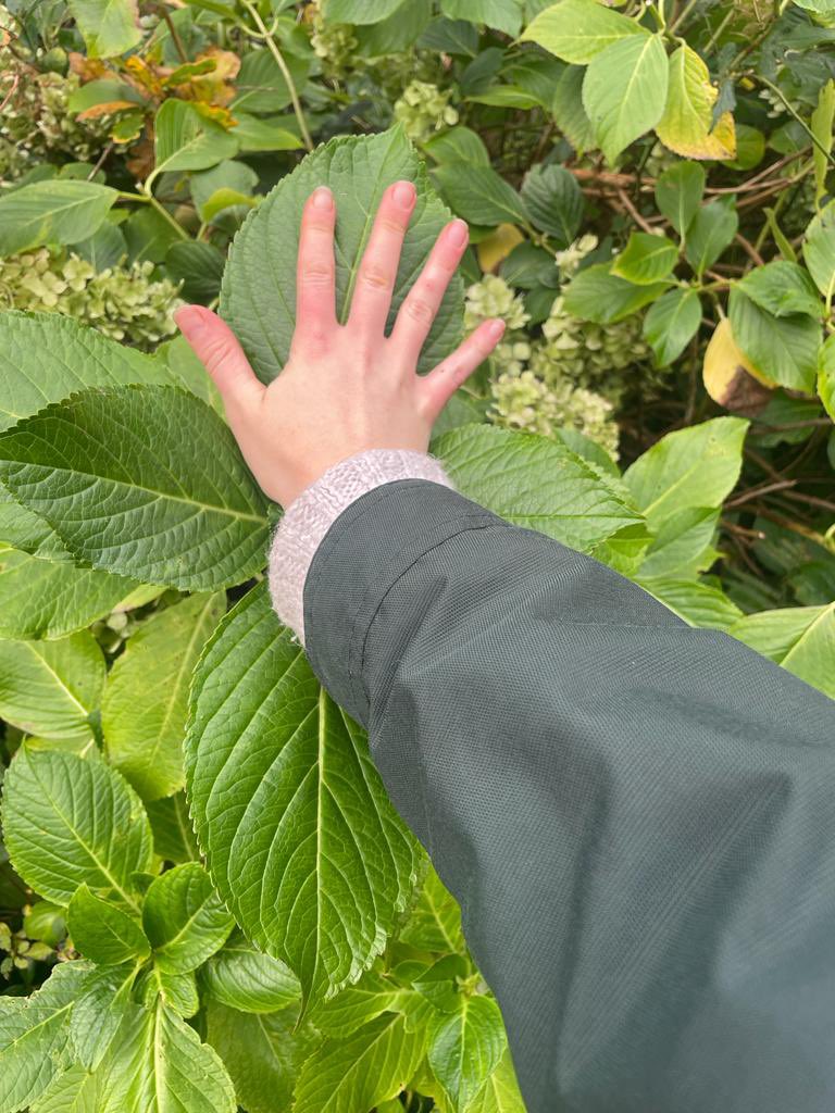 MabelTheMapleMU's tweet photo. Some very happy and healthy looking leaves sent in by an @EnviroPsychMU student recently.🍃 #Tree #LeafSize #HappyLeafHappyLife #EnvironmentalIndicator https://t.co/ERT5KECYcV