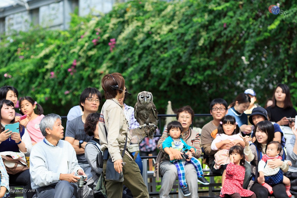 binglien's tweet photo. #日本 #神戶 #動物王國 #追焦 #貓頭鷹
#photographer: binglien
#攝影 #ChasingFocus #ecological #photography
#Japan #Kobe #Animal #Kingdom #park #Owl
#アニマルキングダム #追いかけっこ #フクロウ
#Canon #EOS 5D Mark III EF135mm f/2L USM (#135L)
https://t.co/GWfMHIGIup https://t.co/cuDkUrLh8J