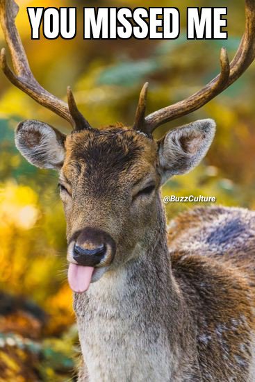 Wait til next time... #Funny #Hunting #Deer #FunTimes #DeerSeason