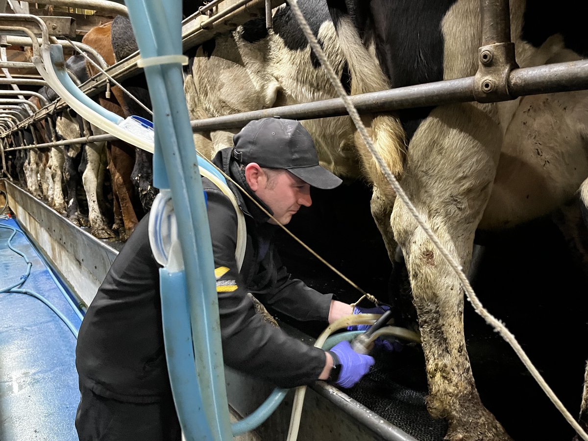 A few nervous faces in the parlour this morning! Before our team got stuck into helping <a href="/Godminsterfarm/">Godminster</a> replace the soybean meal in their ration they were familiarised with the girls and their delicious organic milk. #goSBMfree #teamdairy #organicmilk