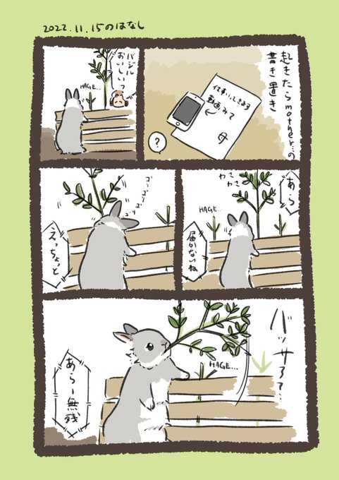 今日のrabbit…
バジルの生命力が試されています🌱
#うさぎのいる生活 