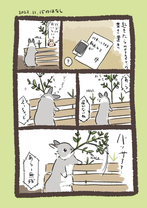 今日のrabbit…
バジルの生命力が試されています🌱
#うさぎのいる生活 