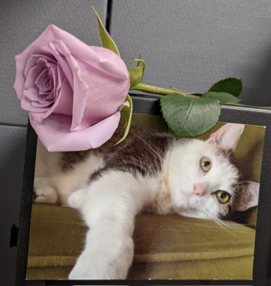 OnlyFrank tweet media