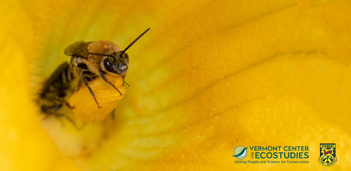 55 of Vermont's 352 #bee species need urgent #conservation action. Check out Vt's State of the Bees report #VtSOBees stateofbees.vtatlasoflife.org @VTEcostudies @VTAtlasofLife using the power of #CommunityScience for conservation 💪