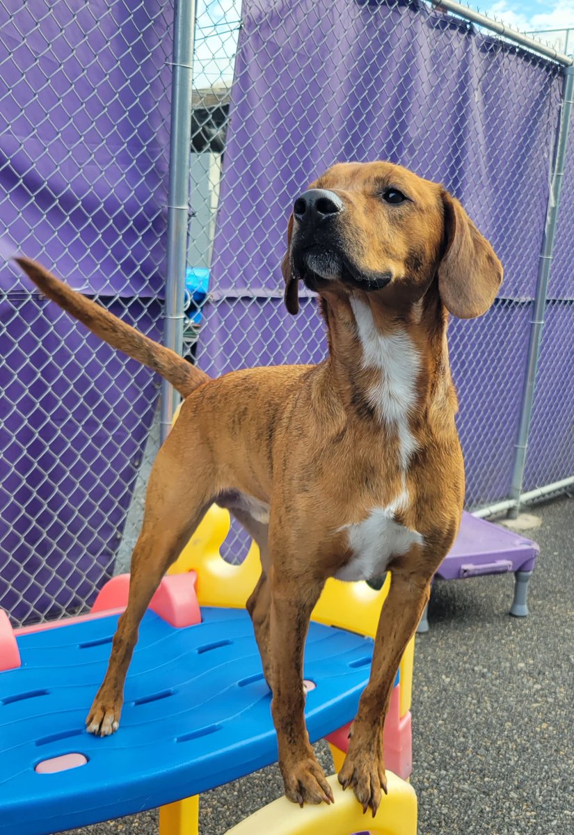 CBPhilly's tweet image. Rudy here is looking for new friends!! 🐶 💕 

They must like: treats, playing fetch, and going on adventures!! 

Does your pup fit that description? Well, then come spend a day with us here at Central Bark Philly!! ✨ 

#centralbarkphilly #centralbarkphiladelphia #centralbark