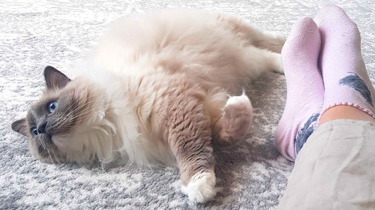 daydreaming is 2022's avo on toast

#catsittinguk #catmom #furrybaby