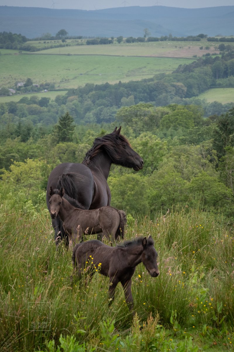 Fell pony twins at 3 weeks old, they had a 1:10,000 chance of surviving; Gracie and Laddie, loving their lives in Cumbria. #fellponies #RBST #foals #cutebabies #conservation #nativebreed #Cumbria #nativeponies