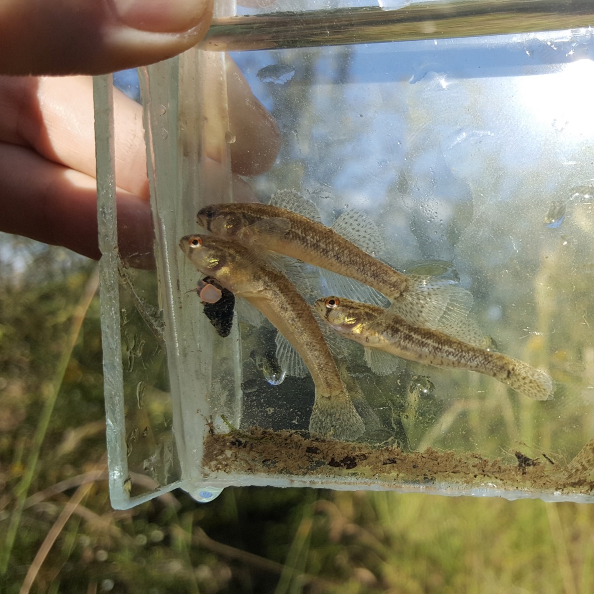 FreshwaterLT's tweet image. Behold the endangered Rush Darter. This rare darter only lives in Jefferson, Etowah, and Winston counties.