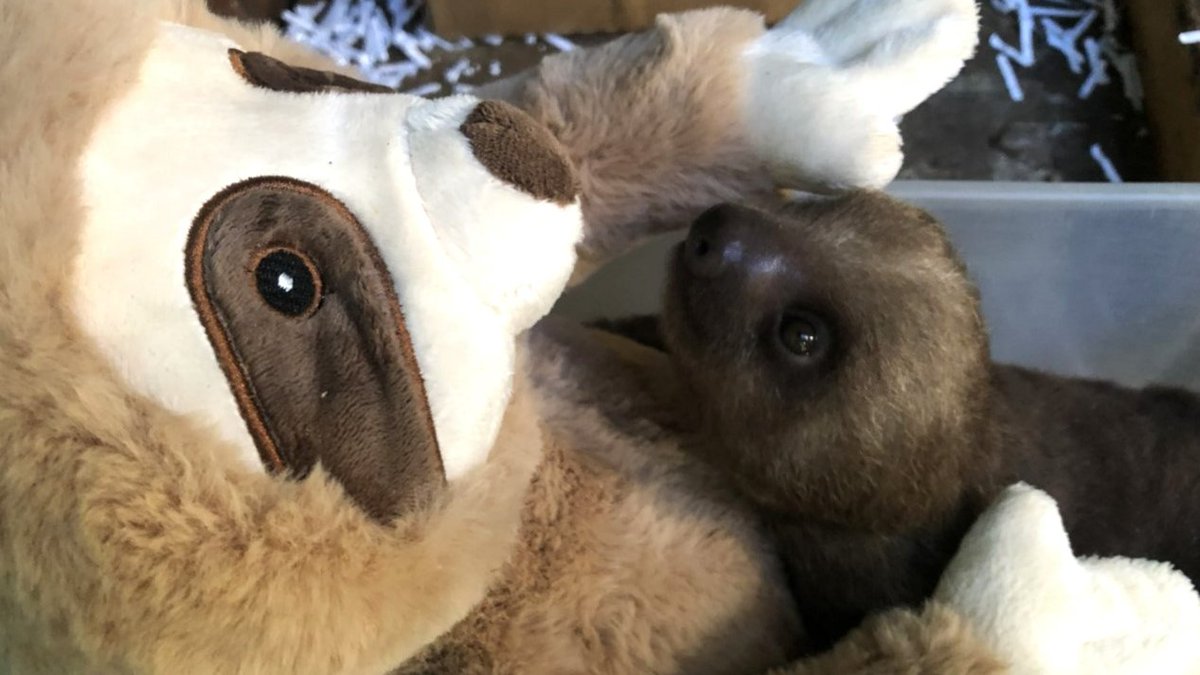 Well - what do you think? Is Sandy's second baby a girl or a boy? Sandy and Bernardo's first offspring was a male (you know him as Ziggy). This cutie is one of 77 Hoffman's two-toed sloths at 34 AZA accredited facilities.