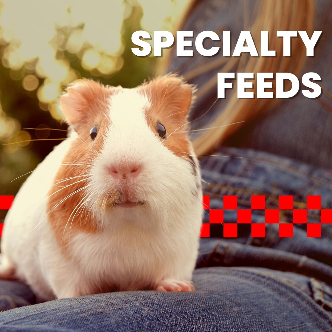 ClarenceFarm's tweet photo. Clarence Farm Services Limited carries a wide variety of Specialty feeds such as Game Bird feeds, Wild Bird Seeds, Rabbit Chow, Guinea Pig Chow,  Mini Pig Chow and Deer feed.

Find the animal feed that’s right for your pet: https://t.co/CvqamQq8Yb https://t.co/6MawHJyww9
