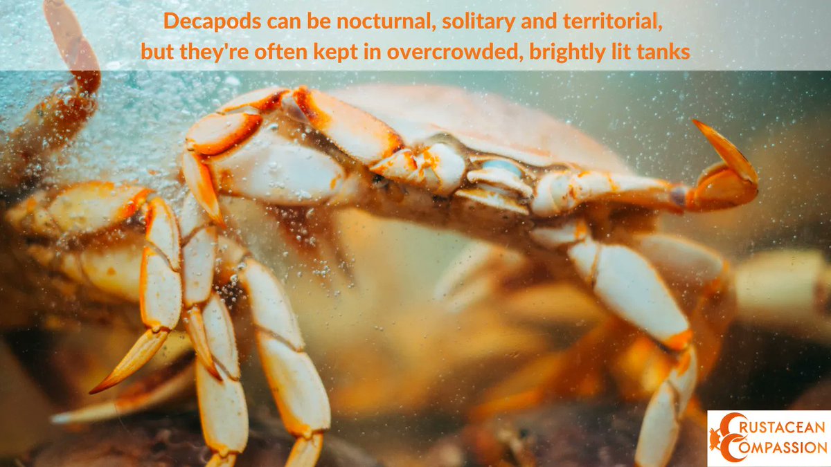 Decapods can be nocturnal, solitary &amp; territorial. They prefer to be alone in dark, sheltered areas. Despite this, an assessment of UK retailers found tanks had bright lighting, no shelter, &amp; overcrowding. Read the assessment here: wellbeingintlstudiesrepository.org/cgi/viewconten…